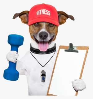 Agility Classes - Exercise Dog #2794003