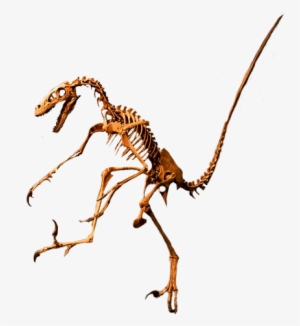 Most Carnivores Had Deadly Sharp Teeth And Claws - Dinosaur #2794214