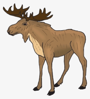 Moose - Clipart Moose #2794239