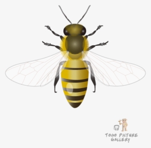 Honeybee By Togopic - Instagram #2794841