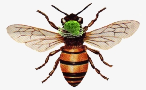 Honey Bee Png Download - Honey Bee #2795483