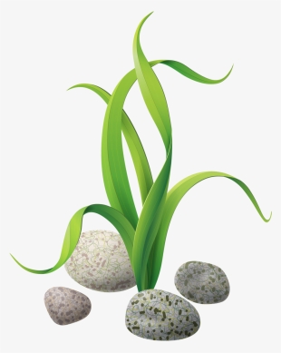 Nautical Craft, Fish Drawings, Tole Painting, Marine - Algae Clip Art #2796114