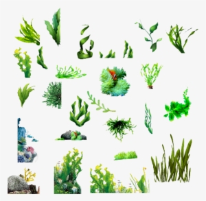Seaweed Clipart Transparent Background - Seaweed #2796140