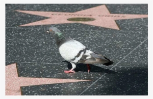 Pigeons On The Pill - Pigeons #2796928