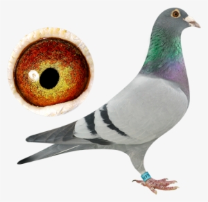 Marathon Pigeons - Marathon #2797136