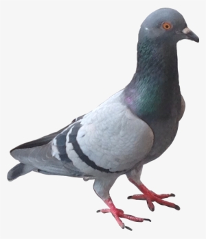 Pigeon Blackmouse155 Stickers Yes Put Pigeons In Ur - Sticker #2797223