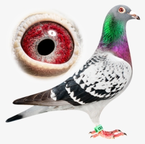 Pigeons - Pigeon Fancy #2797243