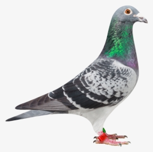 We Hope He Will Follow In The Footsteps Of His Famous - Homing Pigeons #2797340