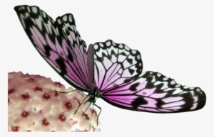 Pink And Black Butterfly - Portable Network Graphics #2799615