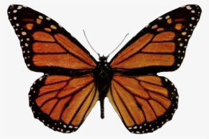 Danaus Plexippus-transparent - Orange Butterfly Shower Curtain #2799640