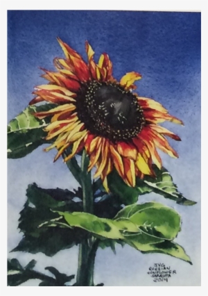 Cjg-02 - Sunflower #280201