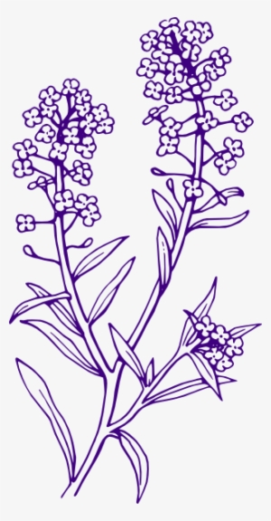 Aesthetic Clipart Flower - Lavender Plant Black And White #280449