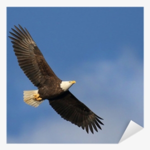 Bald Eagle Soaring Sticker • Pixers® • We Live To Change - Bald Eagle Of Edgewater Nj #280500