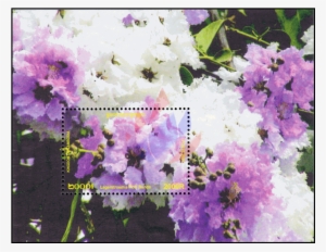 Flowering Shrubs And Trees - Tree #280688