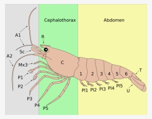 Open - Shrimp Carapax #280994