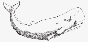 Whale - Huge Whale Black And White #281056