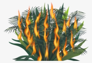 Fire Bush - Close-up #281307