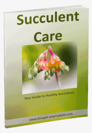 Succulent Care E-book #281545