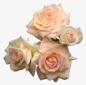 Flowers, Rose, And Transparent Image - Transparent Roses #282119