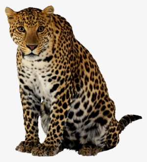 Leopard Sticker - Leopard Png #282363