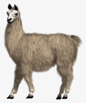 Llama Png For Free Download On - Llama Png #282415