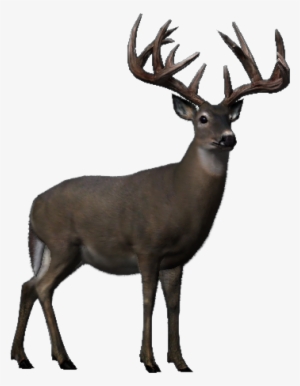 Whitetail - Wiki #282437 Whitetail - Wiki #282437