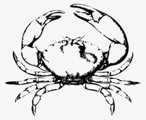 Free Vector Stone Crab Clip Art #282905