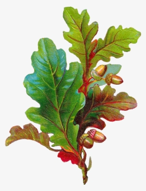 Free Acorn Clip Art - Oak Leaf With Acorn #282949