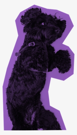 Buy The Jason Theme - Toy Poodle #283311