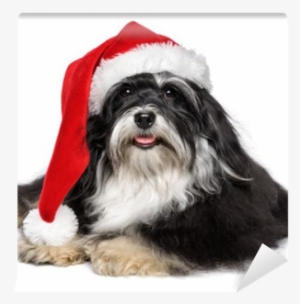 Beautiful Christmas Havanese Dog With Santa Hat And - Schöner Weihnachtenhavanese Hund Mit Postkarte #283414