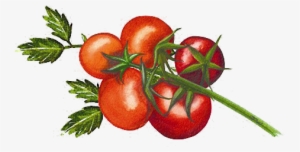 Organico Tomato Illustration Organico Tomato Illustration - Organico Sundried Tomatoes In Herbs And Sunflower Oil #283959 Organico Tomato Illustration Organico Tomato Illustration - Organico Sundried Tomatoes In Herbs And Sunflower Oil #283959