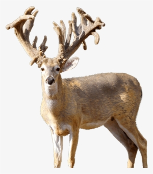 Mustang Creek Ranch Deer - Mustang Creek Ranch #284475