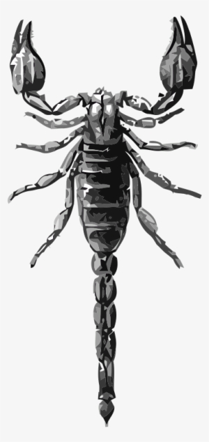 Diplocenthus Keiserlingi - Animated Scorpion #285500