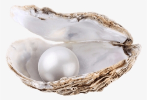 Large Pearl In Oyster - Selbstbewusstsein Trainieren Fur Dummies #285677