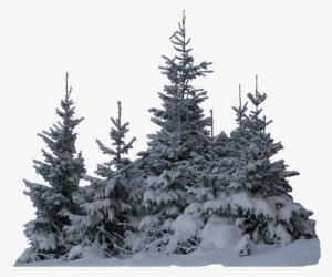Wintery Spruces Unrestricted Stock - Spruce #285722