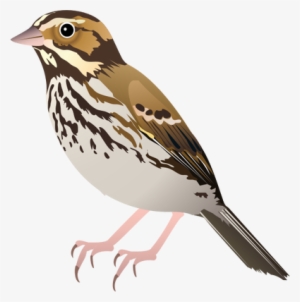 Sparrow Png Images Free Download Clip Art Transparent - Sparrow Vector #285800