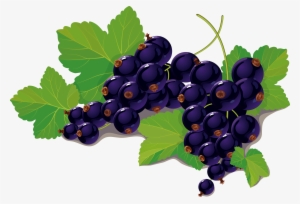 Blueberry Vector - Black Currant Fruit Leaf Png #286208