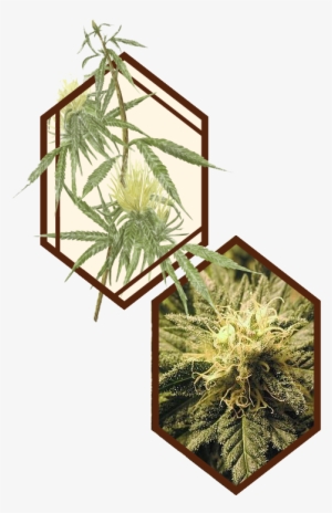 Cannabis101 Graphic - Botanist Dispensary Logo #286440