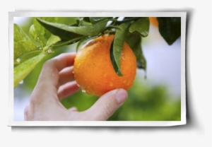 Who Doesn't Love The Smell Of A Fresh Orange Being - Stock Photography #286458