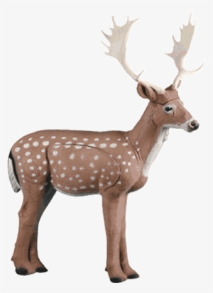Fallow Deer #286544 Fallow Deer #286544