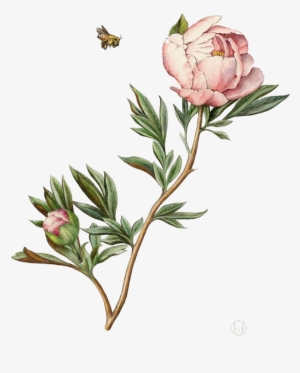 Illustration Watercolor Painting Peony - Peony Botanical Illustration #286955