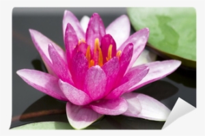 Lily #287377 Lily #287377