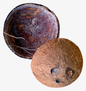 Half Coconut Png Picture - Coconut Shell Png #287550
