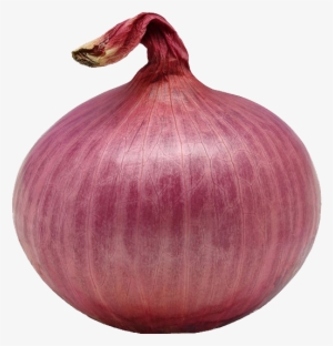 Single Onion Png Download Image - Download #287690