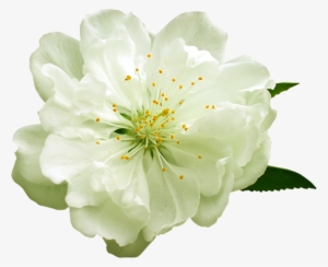 White Flower Png - White Flowers Clip Art #287940