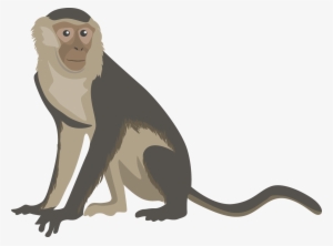 Monkey Png Transparent Free Images - Capuchin Monkey Cartoon #287942