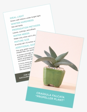 Crassula Falcata #288029 Crassula Falcata #288029