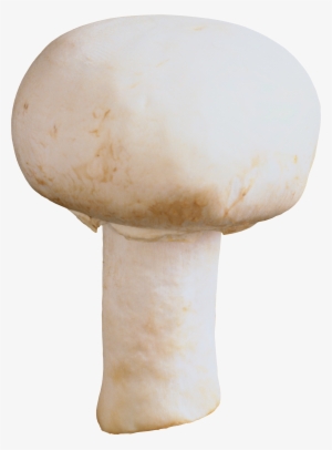 Mushroom Png #288258