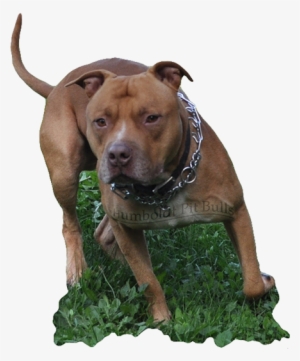 Large Red Nose American Pit Bull Studapbt Woods Snooty - Pitbull Red Nose Png #289441