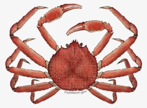 Alaska Snow Crab - Snow Crab #289762